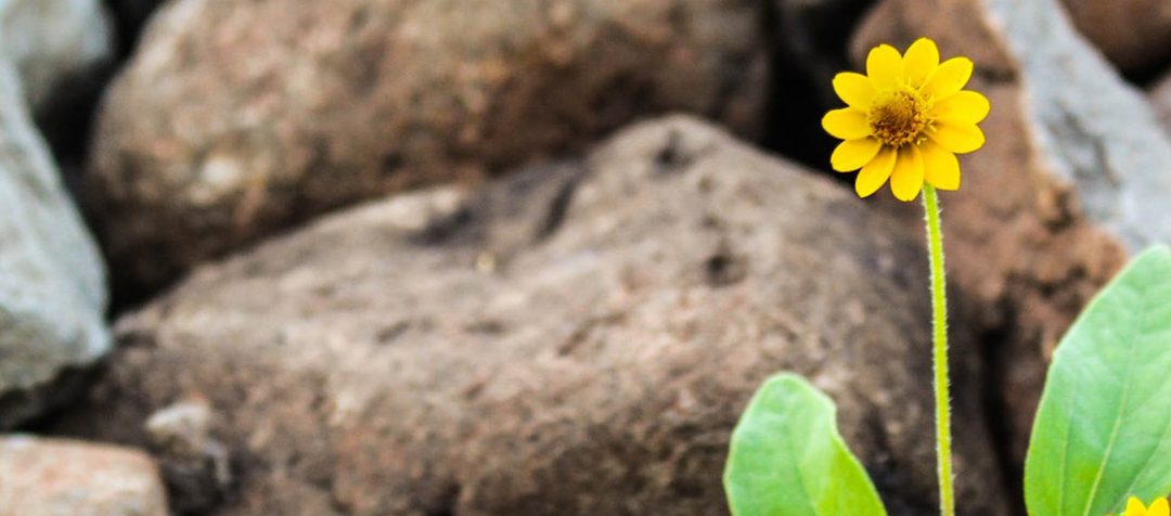 How to Calculate Customer Lifetime Value